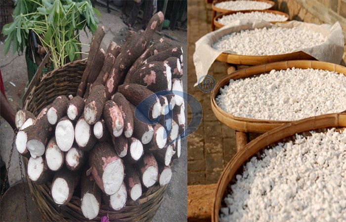 What is the economic benefit of cassava starch production?