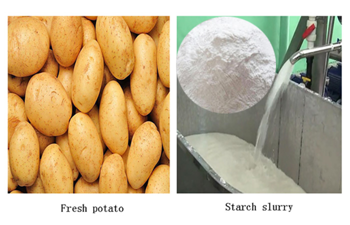 Potato starch production plant