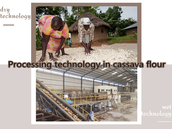 cassava flour processing technology