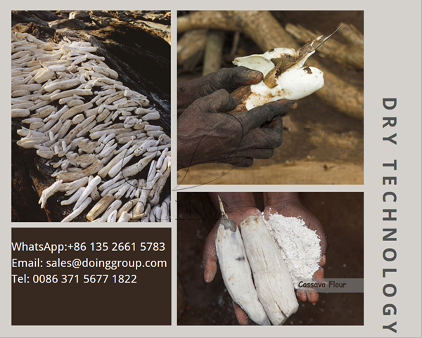 cassava flour processing technology