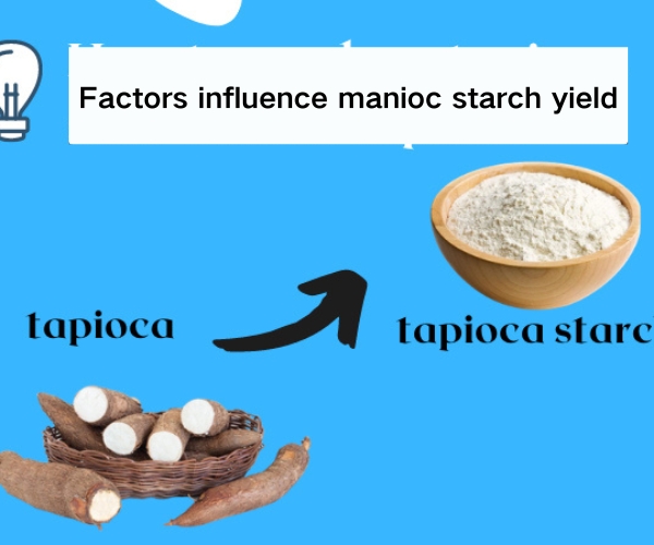 Which factors will influence the manioc starch yield for cassava starch production?